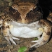 frog_jungle_smoky_la_v_0556_ecu1291.jpg